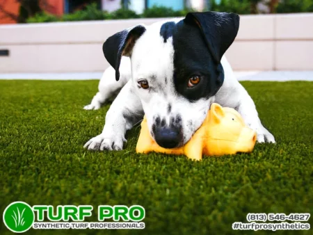 Dog chewing a toy on artificial turf.