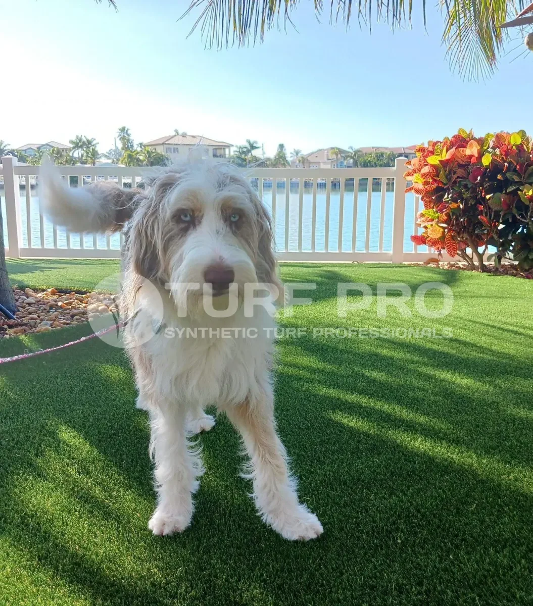A small dog standing on green grass near a white fence and water.